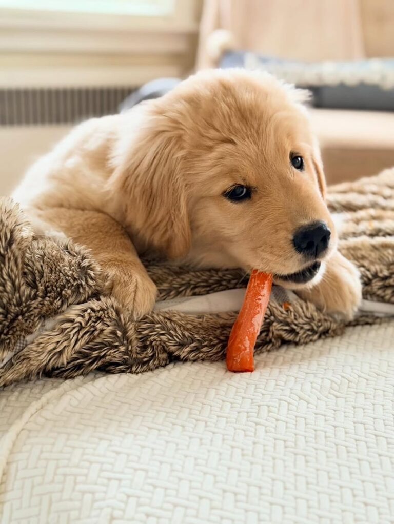 Bella, a 9-week-old female Golden Retriever puppy